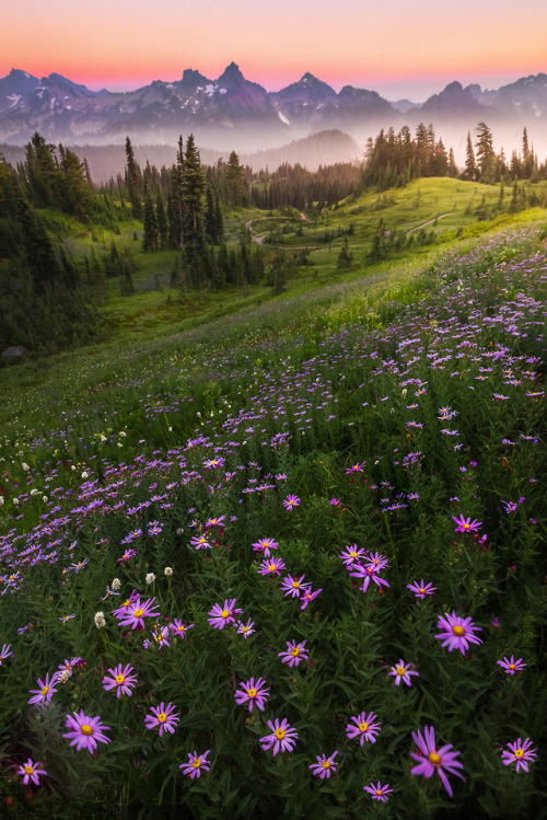 6reat-photos: Aster Twilight Heaven On Mt Rainier by Kevin McNeal