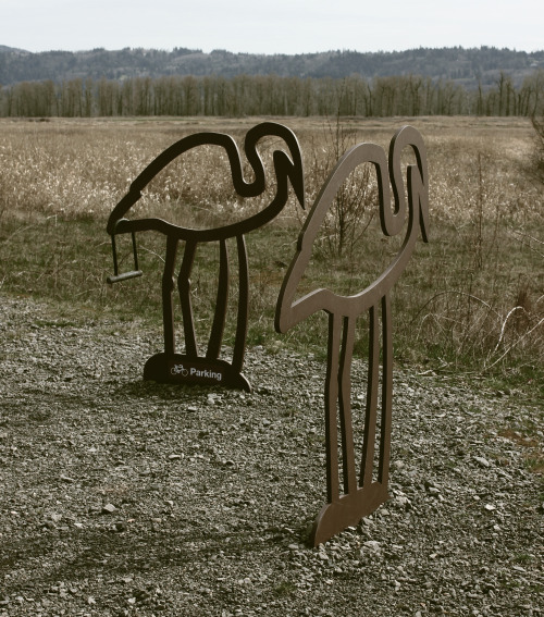 a couple Great Blue Herons look over the main parking lot at Steigerwald NWR near Washougal, Wa