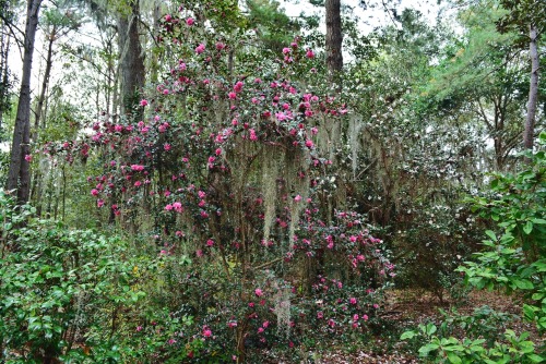 Magnolia Plantation and Gardens in Charleston SC