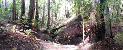 varethane:  So I went to the most beautiful place I’ve ever seen last Wednesday: Big Basin Redwoods State Park