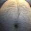 anordinaryseal:Repost this seal and wish adult photos