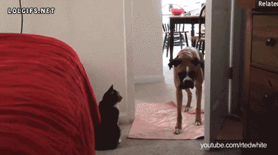 The Absolute Best GIFs