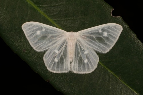 sinobug:Lymantriine Moth (Arctornis (Caviria) crocoptera, Lymantriinae, Erebidae)by Sinobug (itchydo