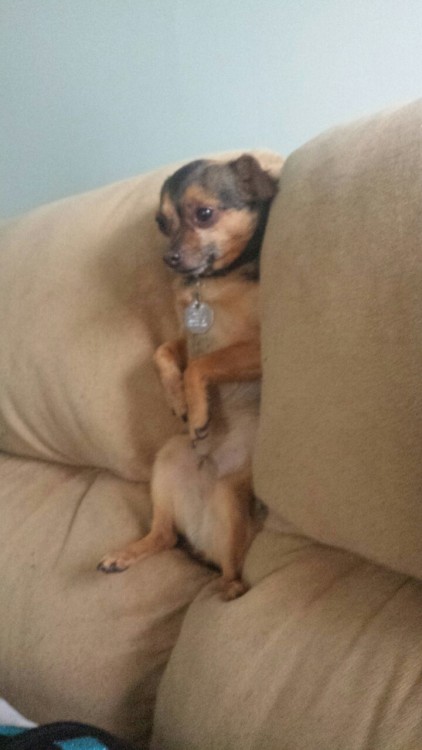 emojustinyoung:  emojustinyoung:  he keeps getting stuck in the couch  this is my dog brian stuck in