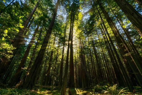 oneshotolive:  Solar Bliss in Redwoods, Avenue of Giants, Redwood National Park, California [2399x1600][OC] 📷: trip_with_hari 