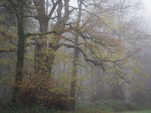 Peddars Way and Houghton, Norfolk.December 2020