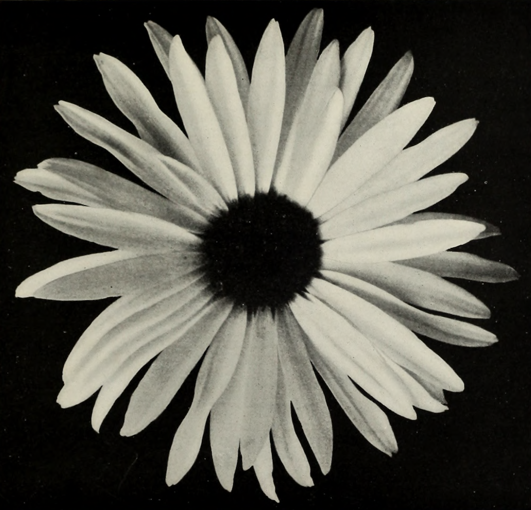 nemfrog:Shasta Daisy, developed by Luther Burbank. The new Shasta daisies. 1904. 