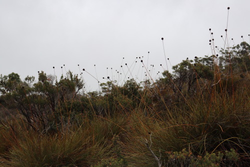 Cradle Mountain 2019