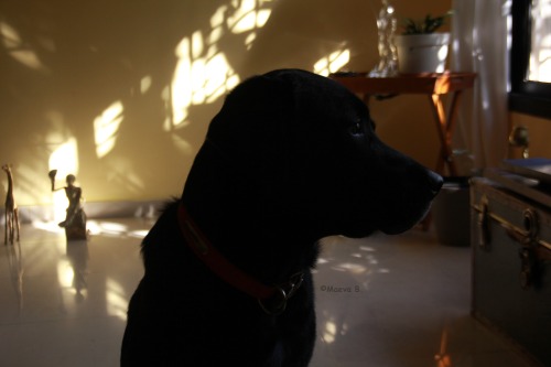 Fidèle (loyal). (golden retriever/ labrador)Photo : Maeva B. faith-confident