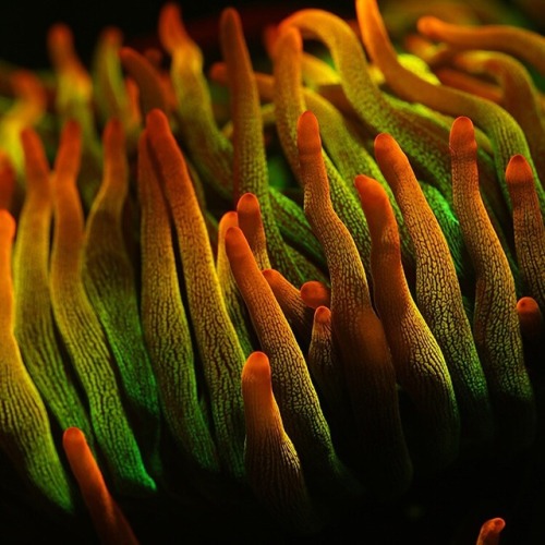 coralmorphologic:Anemone fluoroscape