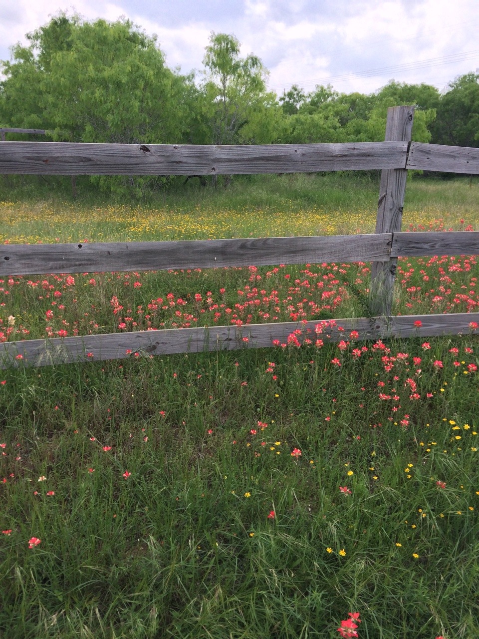 luvlymelon:  Texas 4/9/15