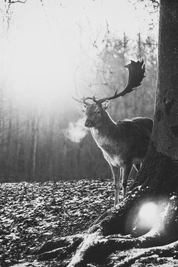 mstrkrftz:  Deer by Viktor Dobai