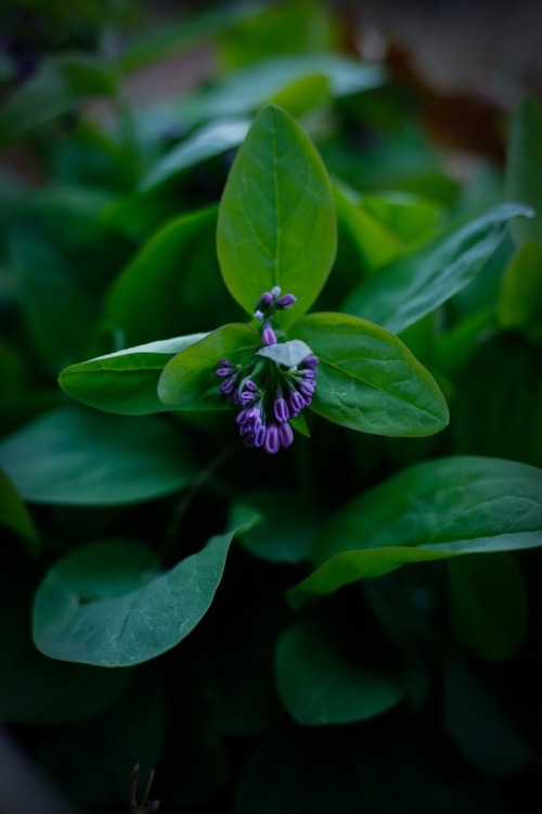 The first of the spring ephemerals are awake and starting their brief time above ground. Brilliant w