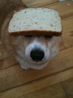 thingsonhazelshead:  bread, bread, BREAD!……….Revenge.