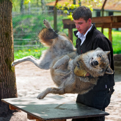 dat-soldier:  homopotatokat:  shiraae:   howtoskinatiger:   Wolf lifted by his trainer by Tambako the Jaguar on Flickr.   #humAN PUT Me doWN THIs insTANt   MAJESTIC  WLOF 