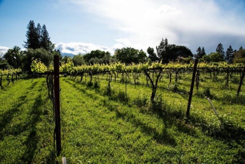 #villagehomes #grapevines #davisca #nikon #d750 #wine #grapes #green #plants #clouds #california #l