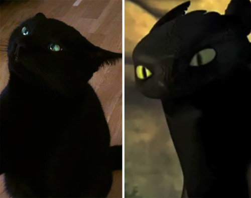 Sex pr1nceshawn:Cats or Toothless!? pictures