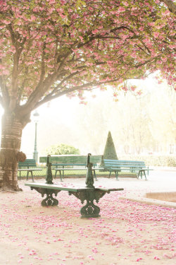 lilyadoreparis:  Notre Dame Cherry Blossom Trees.