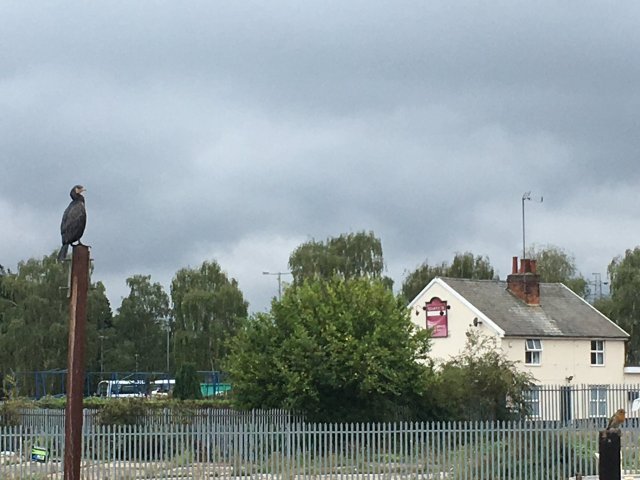 The Cormorant and the Robin... Date Posted: 19/09/2020