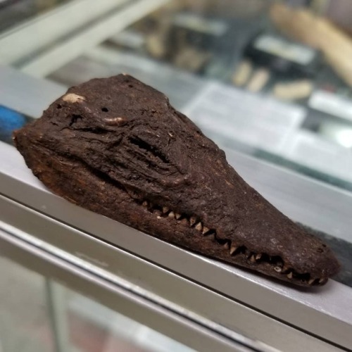 buy-skulls: This is an authentic Ancient Egyptian Nile crocodile mummy head! It is the newest additi