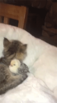 sizvideos:  Kitten and chick friendshipVideo