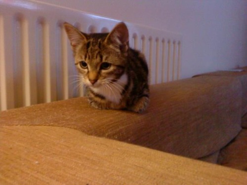 loobyloucreations:  Meet Molly!  This is Molly as a Kitten! Read More  so sweet :)