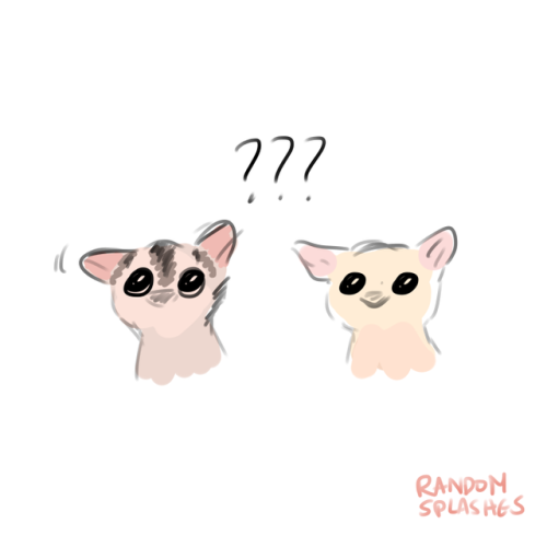 randomsplashes:odengie & gukmulie meet a new friend (insp//sticker)