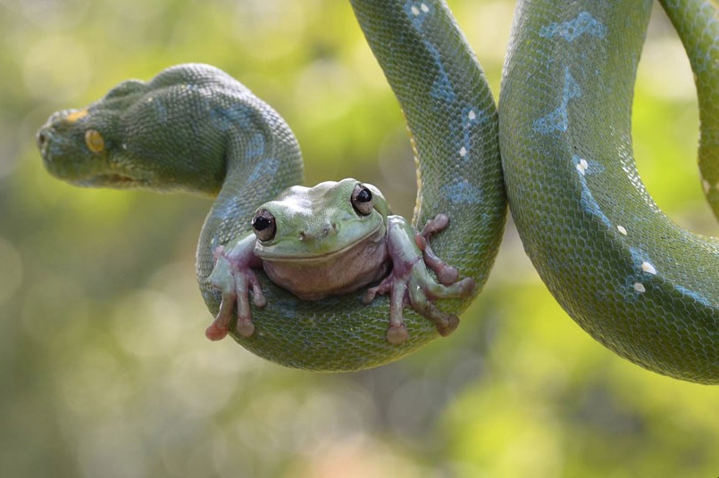 trebled-negrita-princess:  divineapprehension:  nubbsgalore:  tree frog and tree