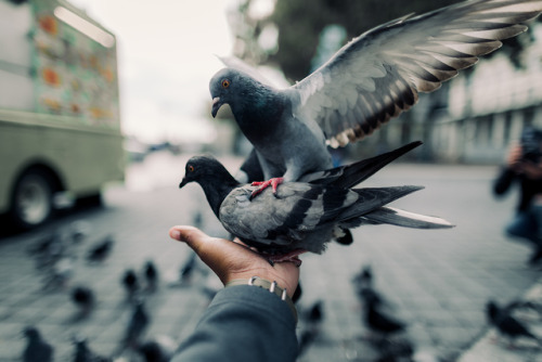 “Bird Whisperer” by Daemaine Hines.Website | Instagram | Twitter | Tumblr | Print Shop