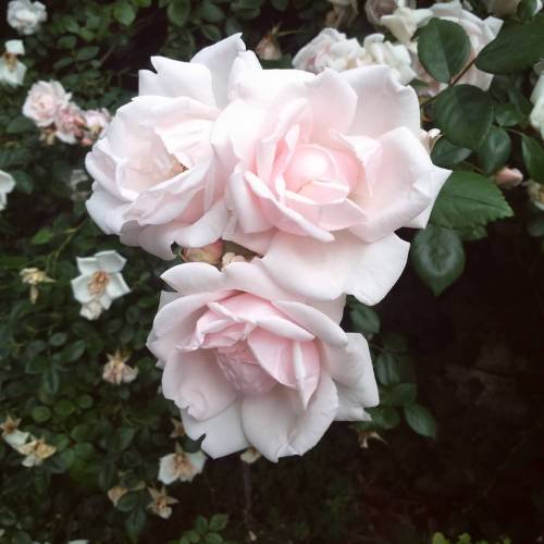 rosyofthevalley:As I’m currently writing about ‘the poetry of nature’… 🌹
