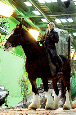 movienut14:  lukasnorth:  The horse Lee rode in The Hobbit, Moose (the one they CGI’d