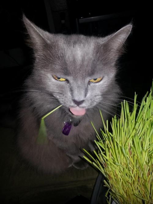 worldofthecutestcuties:  Grass derp