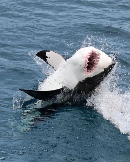 Great photo taken on yesterday’s Combo Tour! After a morning swim with the Sealions at Grindal