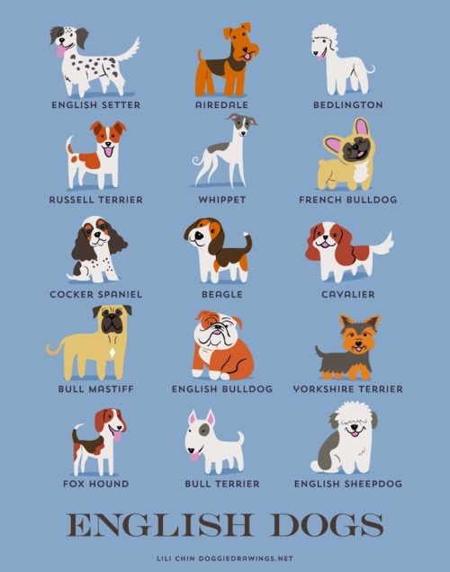 southernsnowdogs:  ivyarchive:  mymodernmet:  Illustrator Lili Chin’s adorable series Dogs of the World illustrates 192 breeds of dogs grouped according to geographical origin.  More:             Nordic, middle eastern and russian dogs <3