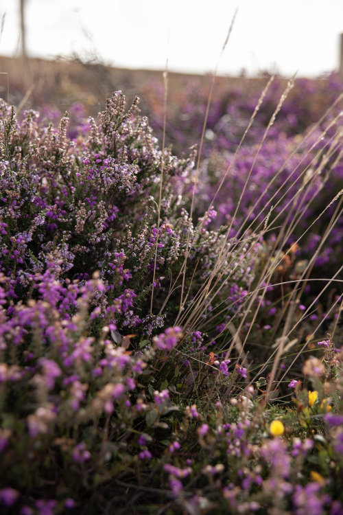 ardley: The Quantock Hills This is the most incredible time of year - the end of English Summer. The