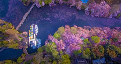 landscape-photo-graphy: Inokashira Park Lake in Tokyo Becomes A River Of Pink Cherry Blossoms The s
