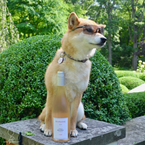 shibasommelier:2016 Robert Goulley Bourgogne RoséI keep it cool in the summer with my shades and my 