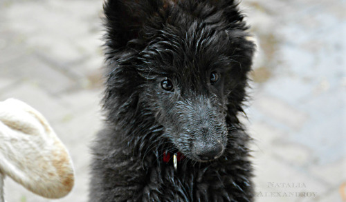 workingdogblr:  For handsomedogs‘ photo challenge. Day Five: Thirsty Thursday. 