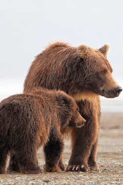  Coastal brown bear, mama and cub | by pilapix