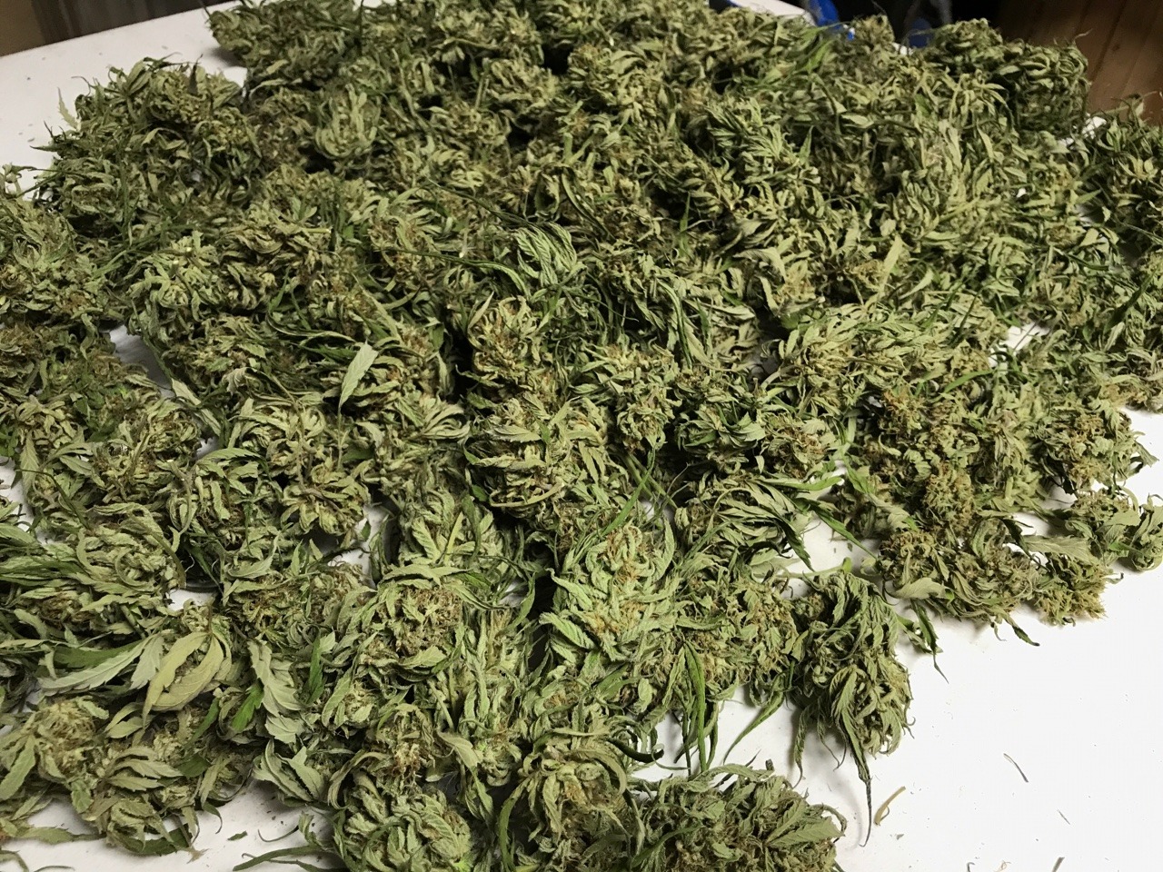 indicasprincess:  My grow / trim season mood board 💚💛