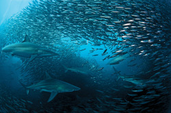 sixpenceee:  Sardine Run, South AfricaThe sardine run occurs from May to July every year, when billions of sardines move from cooler waters at Cape Point towards the East coast of South Africa. Groups of sardines are so large that they can be spotted