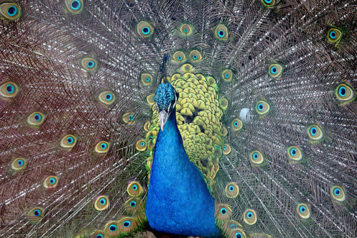 donpep: Pavo real on Flickr.