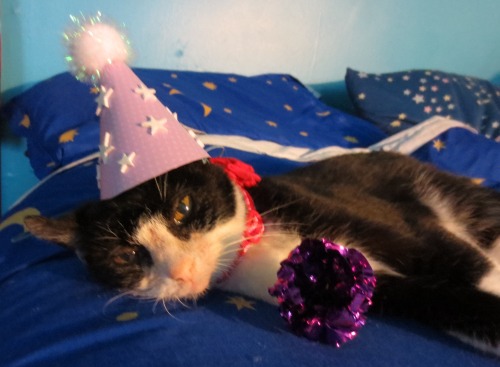 lapopearmadillo: Today is my kitty Mindy’s BirthAdoptionday! This beautiful and pure gift on t