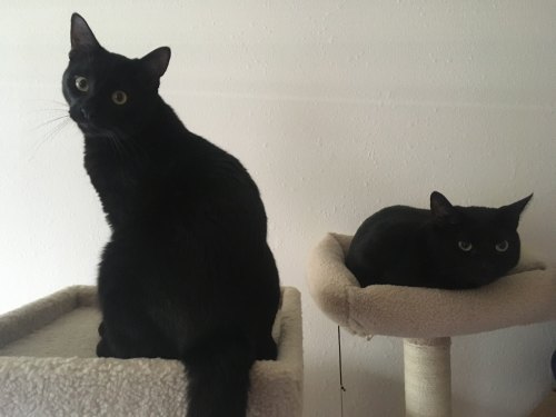 loki and cowboy on a cat tree and loki looks annoyed