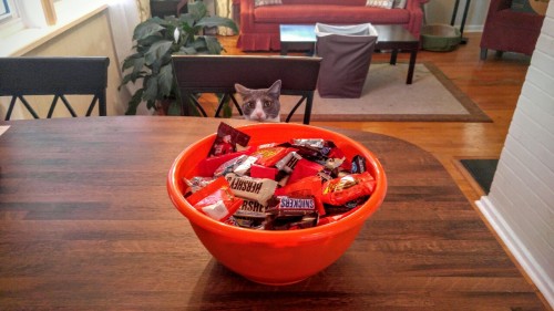 runphoebe: Happy Halloween from my cat who’s going to steal all your candy :33