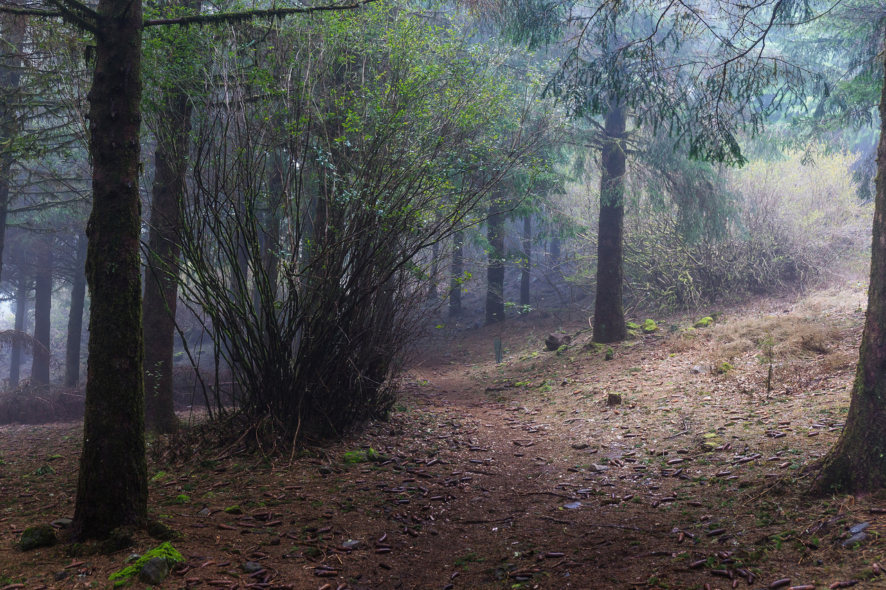 90377:    Levada do Plaino Velho by Ricardo Pestana Facebook | 500px | Instagram