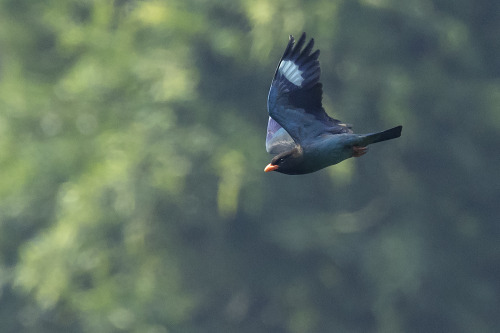  ブッポウソウ（Oriental Dollarbird） 