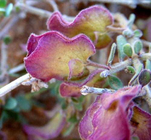 Flora Of Somalia: Hildebrandtia Somalensis