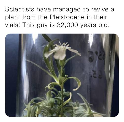 jessalrynn:  beyoncescock:  source: @karmagheden // reddit   It looks like dianthus? Anyone out there got the deets on this? I mean. 32k yo carnation? I want one. 