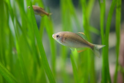 ヤリタナゴ Tanakia lanceolata アクア・トトぎふ 3F 長良川中流から河口